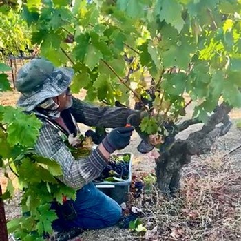 vineyard-team-member-picks-st-peters-church-zinfandel-in-september-2022