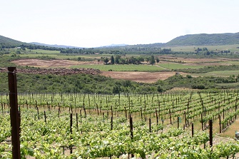 a point of view of the stagecoach vineyard looking at the vines and small valley