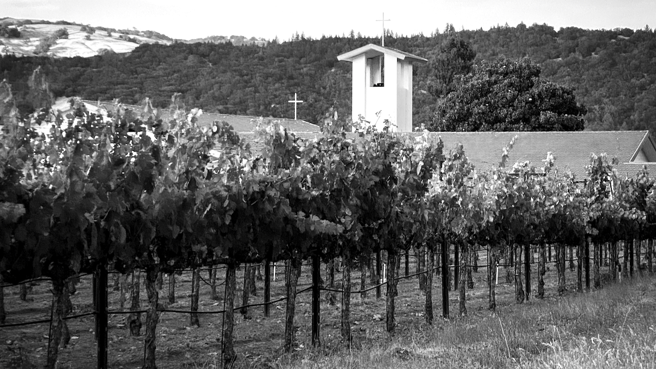 a view of the saint peter's church from the tops of the vineyards banner photo