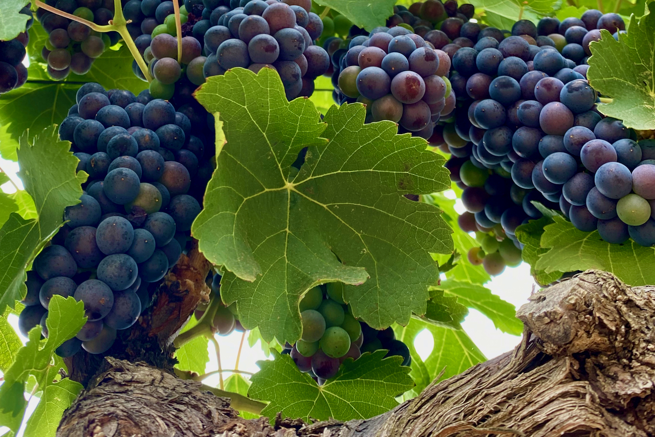 a close up picture of grape clusters hanging from a vine found in st peter's church vineyard