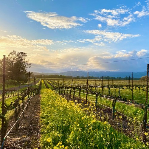 bright yellow mustard, a popular and sustainable cover crop grows between vineyard rows 