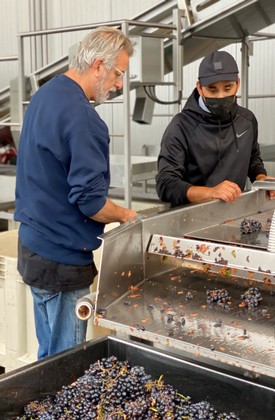 Jeff and Grand Custom Crush Crew member sorting grapes 