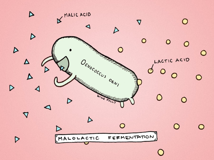 cute graphic showing how bacteria is responsible for releasing an impact compound called Diacetyl, which gives wine buttery/creamy aromas.