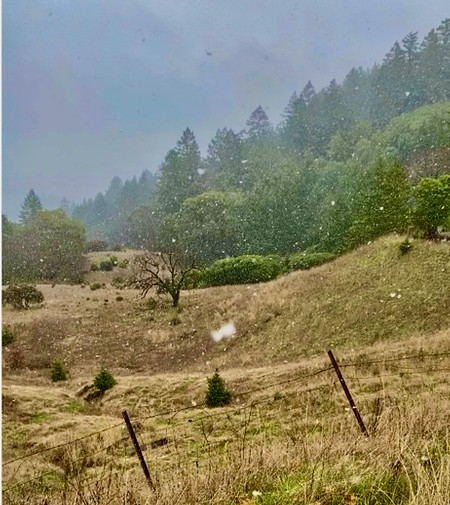 snow falling in Rockpile Vineyard in January 2021