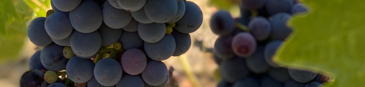 Zinfandel clusters ripen at Iron Hill Vineyard in Sonoma County