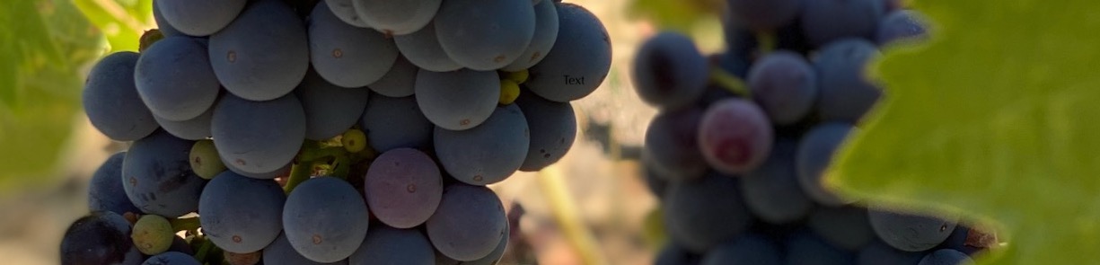 Close up of Iron Hill Vineyard Zinfandel clusters as they ripen under a canopy of green leaves