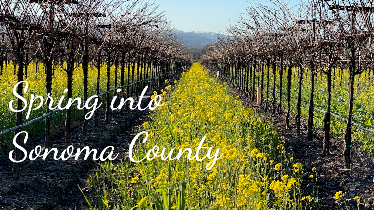 spring-into-sonoma-county-maggies-vineyard-with-blooming-mustard