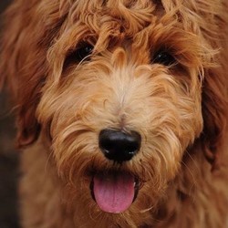 peters-dog-founding-member