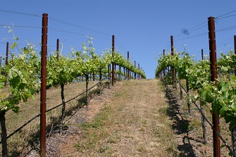 a close point of view of the stagecoach vineyard looking at the vines and sky