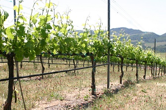 a close point of view of the stagecoach vineyard vines