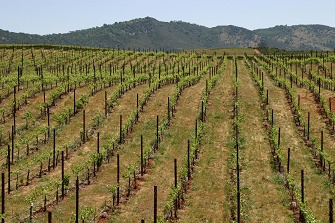 another point of view of the stagecoach vineyard looking down the rows of vines