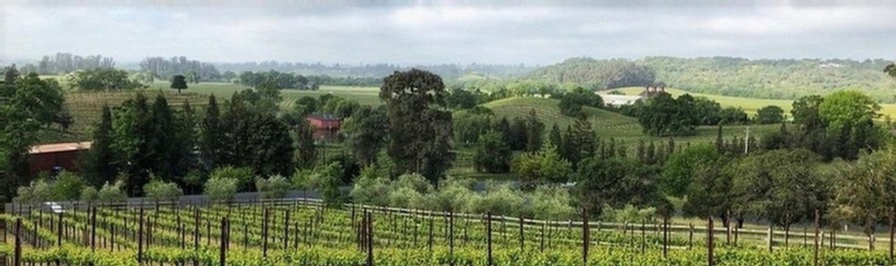 a photo of a sonoma vineyard from jeb dunnuck's article reviewing the 2016 vintage