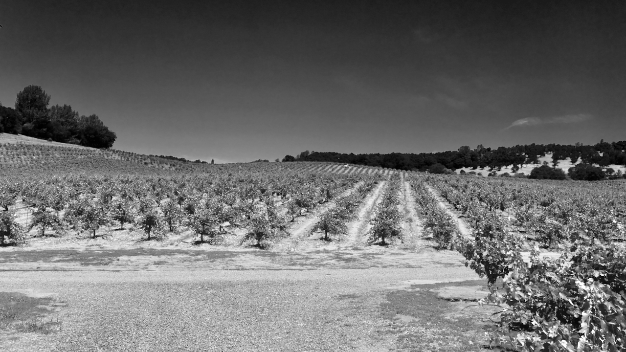 rows-of-heritage-head-trained-Zinfandel-vines-grow-in-the-rinaldi-vineyard