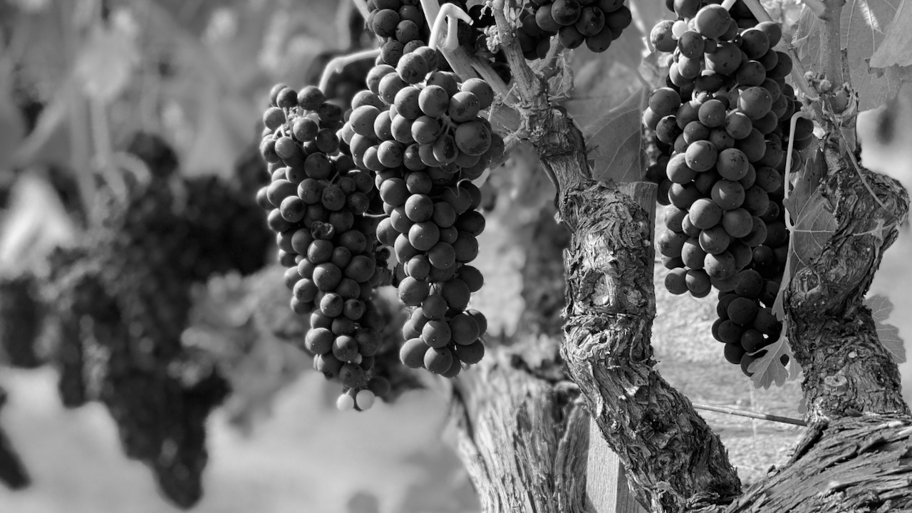 a black and white photo of grape clusters in rockpile vineyard