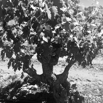 a head-trained ancient zinfandel vine found in the rinaldi vineyard