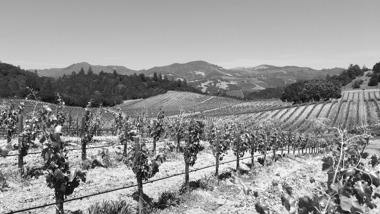 a point of view of rossi vineyard and the mountain range in the background
