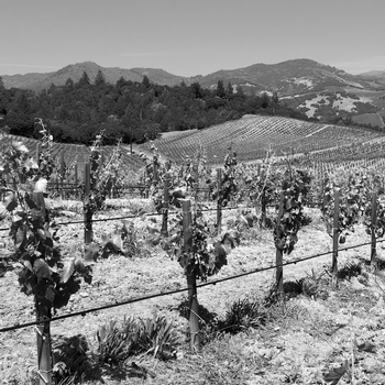 rows of grenache vines in a vineyard found in the rossi ranch vineyard