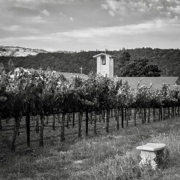 a view of the saint peter's church from the tops of the vineyards