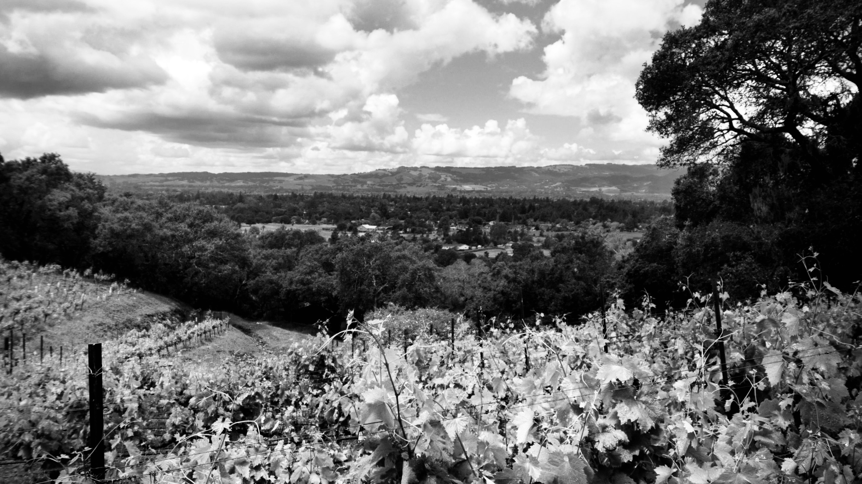 a look of the iron hill vineyard from the hillside and the valley is in the background