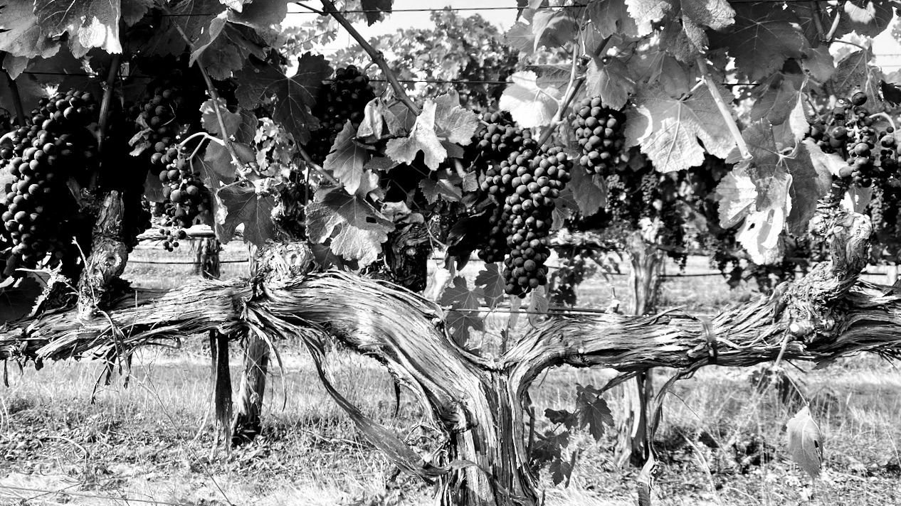 a close up picture of syrah vines and grape clusters found in rockpile vineyard