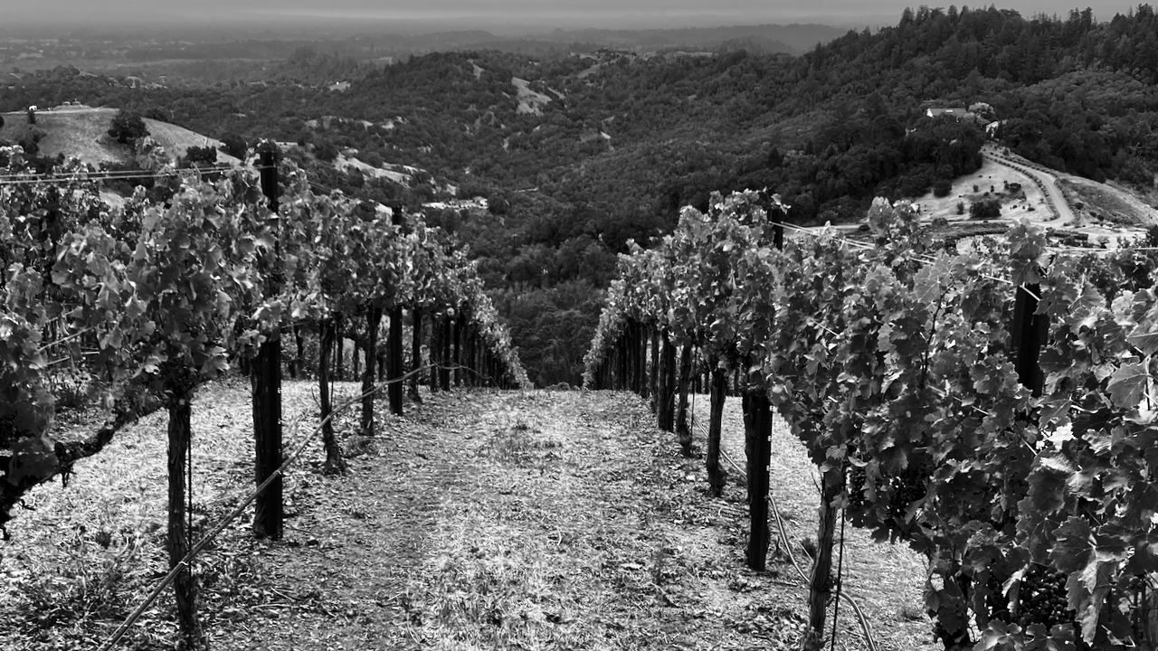 the-vineyard-rows-head-down-the-55-degree-slope-of-the-hillside