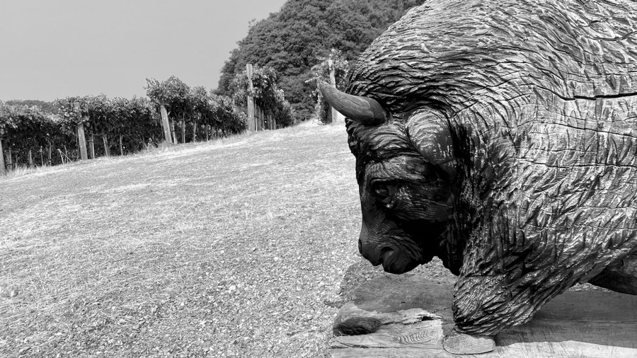 Our flagship Buffalo Hill Syrah ripening under a watchful eye in 2021