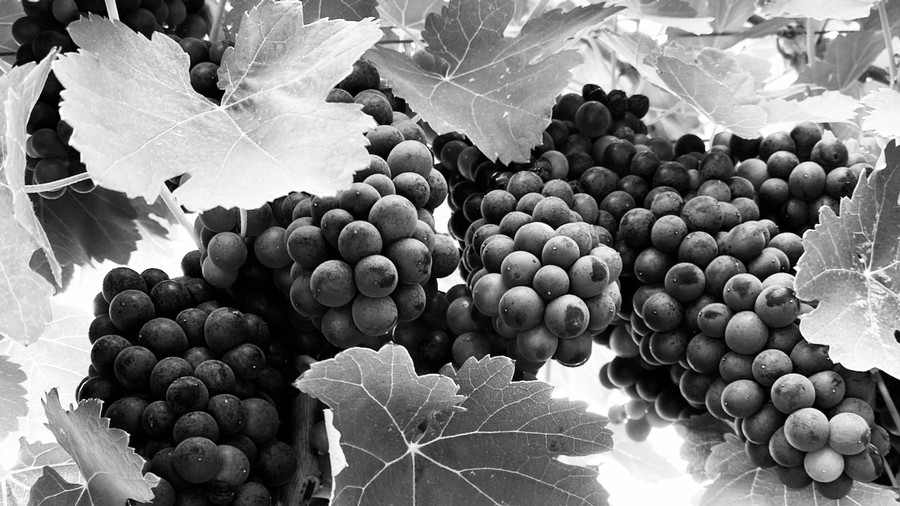 grape-cluster-black-white-banner