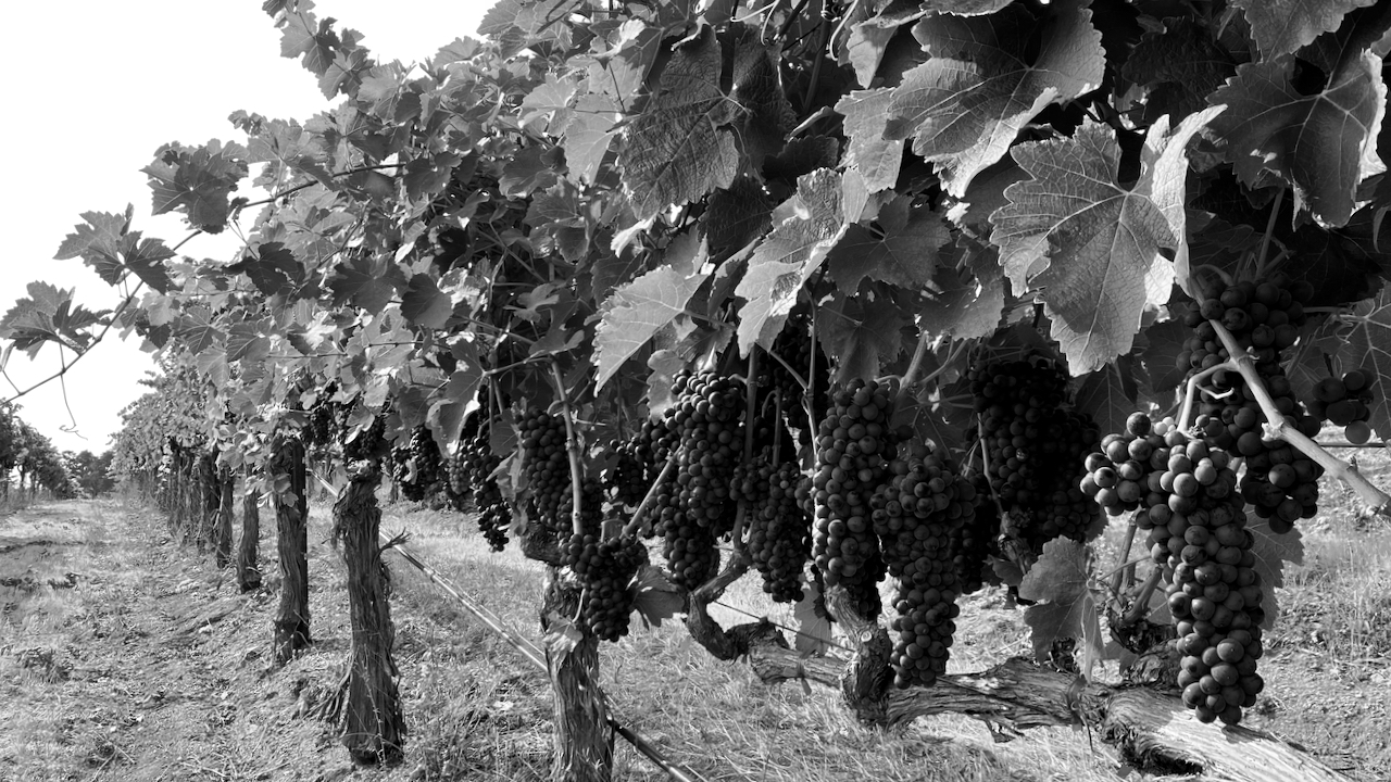 a point of view looking down a row of vines in rockpile vineyard. The vines are on the right.