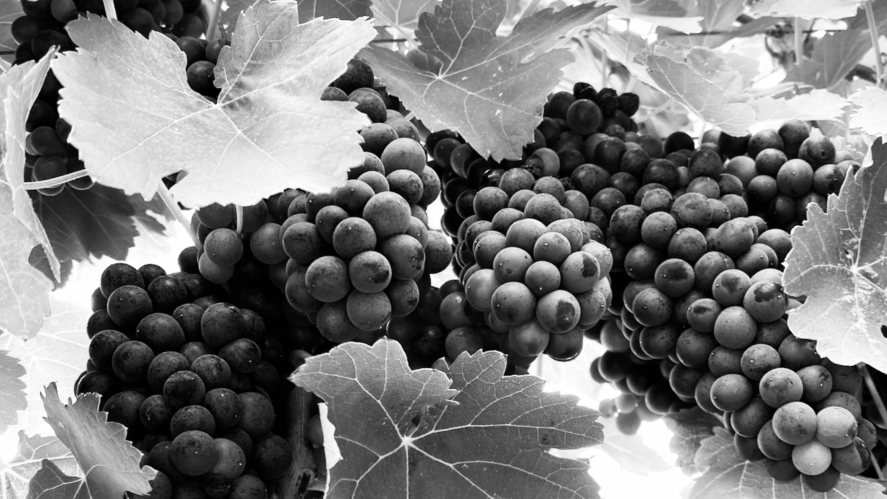 black and white photo of a grape cluster hanging from a vine