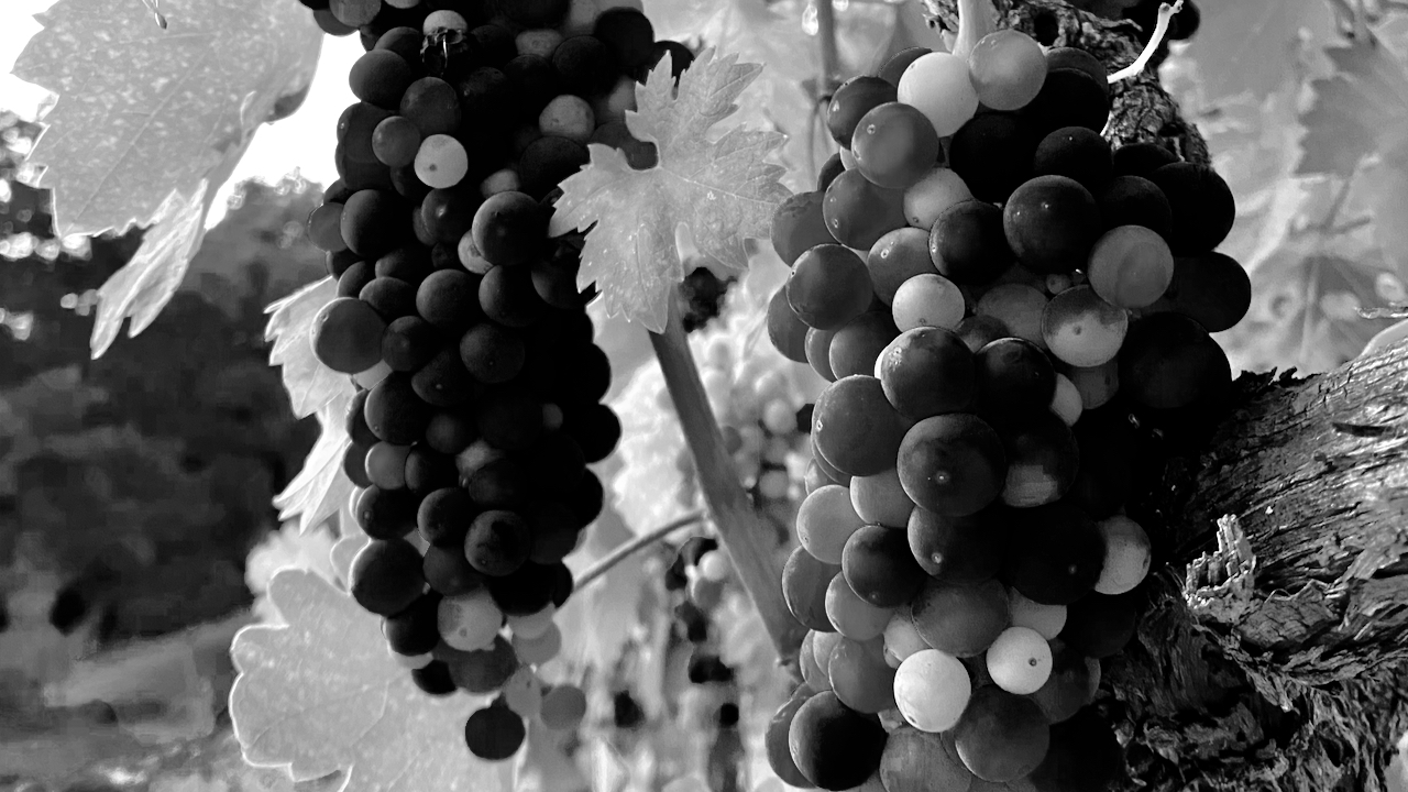 a black and white photo of a grape cluster in veraison 