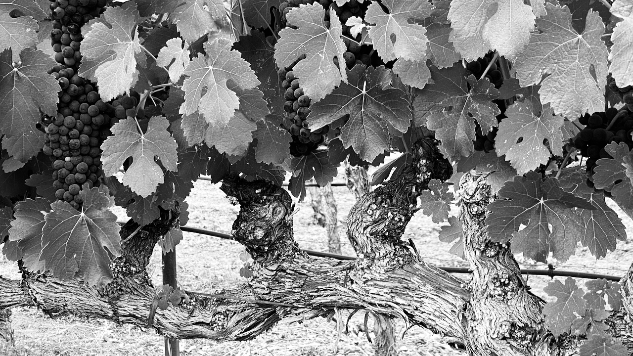 a close up picture of zinfandel vines and grape clusters found in st peter's church vineyard