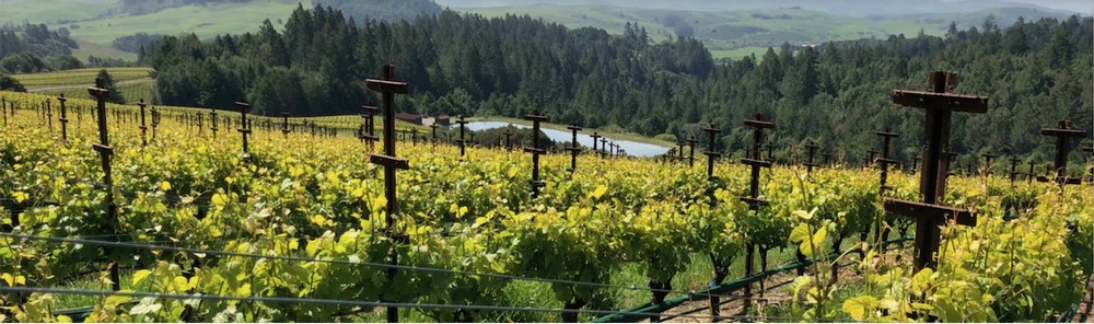 a photo from a jeb dunnuck review of the rockpile vineyard syrahs of the rockpile vineyard growing mustard flowers
