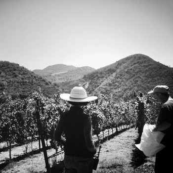 jeff cohn and his crew harvest grapes in the stagecoach vineyard