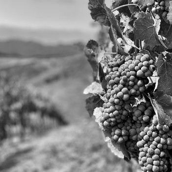 a grape cluster found in the sweetwater springs vineyard