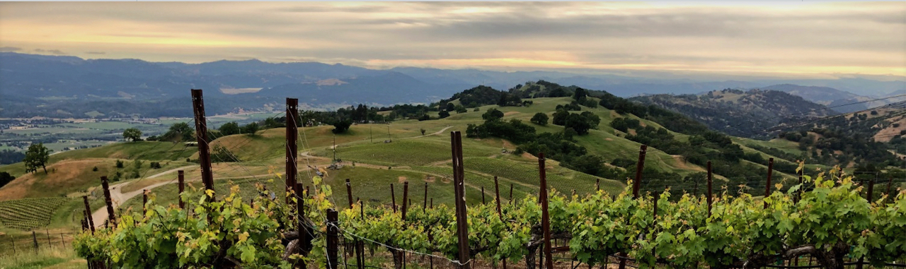 a color photo from a jeb dunnuck review of the rockpile vineyard syrahs of the rockpile vineyard growing mustard flowers